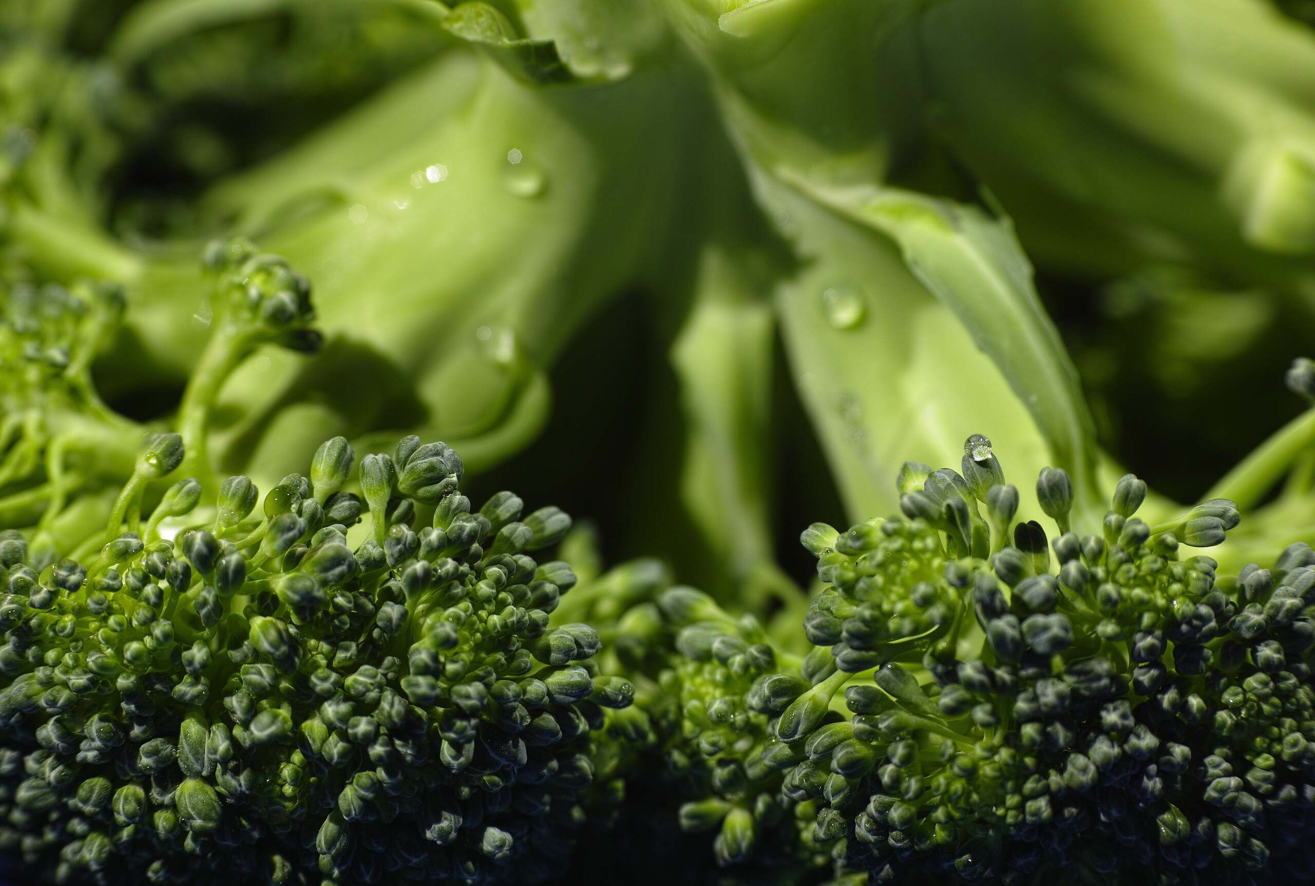 en närbild på färsk broccoli